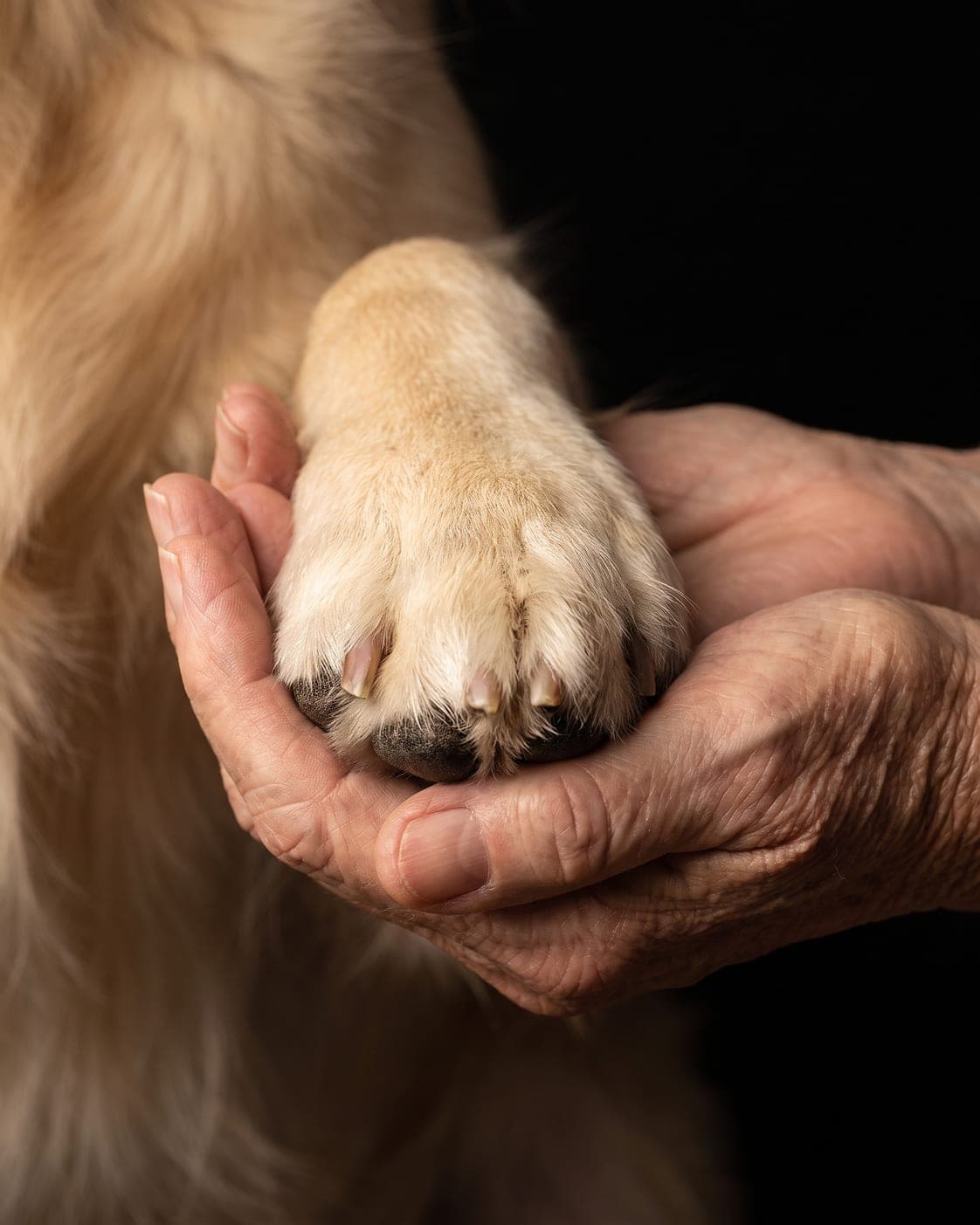 Hands and paws — No faces. Just their paw in your hands.
